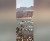 Two tourists were killed while seven others were missing when a flash flood hit a gorge during the Chinese New Year holiday in China.The holidaymakers were taking selfies between the scenic rock formations at the isolated area of a dam when there was a sudden gush of water in Shanxi province on January 22.Frantic tourists rushed to escape the deluge but most of them were trapped in the middle of heavy currents.Shocking footage shows tourists fighting to reach higher ground as they were swept away. There was also a group of tourists who were waiting on the riverbanks, seemingly confused about what to do after the unexpected incident.One of the tourists said: ‘We were told that there used to be a danger sign here but it was destroyed or gone. We didn&#39;t know it was off limits.&#39;Eight people were rescued and taken to the hospital, with six of them being discharged later that day. Two of them remained at the hospital receiving further treatment.However, two died on the scene as medics failed to revive them after drowning. Authorities searched for seven others who have swept away along the gorge.The area, which is within the Sanmenxia Water Conservancy Project had been closed off while its officials conducted an investigation.