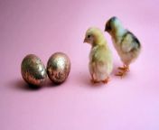cute baby chick,&#60;br/&#62;hatching fake eggs