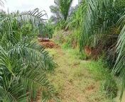 See the Difference Between XL D5K Bulldozers in Palm Oil Plantations! from shari oil