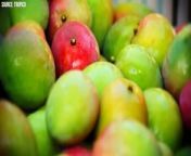 Farmers Produce Millions Of Tons Of Mangoes from thailand 2021