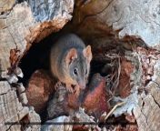 The antechinus is a small mouse-like marsupial native to Australia. However, while it might seem fairly ordinary it has an uncouth strategy for passing on its genes, it will forgo a considerable amount of its sleeping time, in exchange for sex.