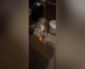 A protective dog has had the internet in stitches after his owner shared a video of him refusing to give up a bag of flamin’ hot Cheetos. Josie Sundermeier, from Chicago, Illinois, has had 11-year-old golden retriever Ben since he was a puppy - but she was never aware of his love of the popular snack. On January 29, Josie, 21, was in her kitchen, when she heard a crinkling noise in the distance. As she entered the family room, she discovered Ben with his nose buried in a bag of flamin’ hot Cheetos, growling every time his owner tried to approach. Josie found the moment so amusing she started recording – each time witnessing Ben&#39;s protective growls getting louder as she came nearer to him. Ben has never been that possessive over any kind of food, she said, and after using a distracting technique, she was eventually able to take the snack from her beloved dog. Josie later shared the footage on social media, where Ben&#39;s hilarious actions soon went mega-viral receiving more than 37.5 million views and six million likes.