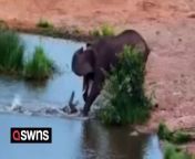 An angry crocodile twice lunged at elephants while they were drinking from a waterhole.&#60;br/&#62;&#60;br/&#62;Guests at Victoria Falls Safari Lodge, Zimbabwe, were treated to the epic sight as a herd of elephants enjoyed a drink just 50metres from the viewing deck.&#60;br/&#62;&#60;br/&#62;Amazing footage – which has been viewed more than 273,000 times online – shows a huge reptile suddenly lunge from the water and bite at one of the massive animal’s legs.&#60;br/&#62;&#60;br/&#62;Just a few moments later the same crocodile lunged at another elephant, this time sending four of the animals scurrying for safety.&#60;br/&#62;&#60;br/&#62;A spokesperson for the lodge said: “Most who saw it happen were astonished, while others understood that the crocodile was behaving in a territorial manner and protecting his space.&#60;br/&#62;&#60;br/&#62;“This scene also highlighted the realities of nature where often survival depends on quick reflexes.&#60;br/&#62;&#60;br/&#62;“The general belief is that the crocodile was not trying to hunt the elephants, but that this is a defensive act.&#60;br/&#62;&#60;br/&#62;“This waterhole is small unlike a river or lake, and so there is a restriction as to where the crocodile can go to get away from the elephants when they wade into the water.&#60;br/&#62;&#60;br/&#62;“Hence its best form of defence is attack.”&#60;br/&#62;&#60;br/&#62;The footage was filmed on January 29.