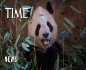 China plans to send a new pair of giant pandas to the San Diego Zoo, renewing its longstanding gesture of friendship toward the United States after nearly all the iconic bears on loan to U.S. zoos were returned as relations began to sour between the two nations.