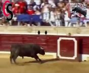 The bull turns into a dog and jumps into the stands among the spectators&#60;br/&#62;&#60;br/&#62;&#60;br/&#62;&#60;br/&#62;&#60;br/&#62;&#60;br/&#62; &#60;br/&#62;Clips de comédie animalière&#60;br/&#62;&#60;br/&#62;&#60;br/&#62;clips for funny videos&#60;br/&#62;clip humoristique&#60;br/&#62;clips for dubbing&#60;br/&#62;clips drole&#60;br/&#62;&#60;br/&#62;what has the author rafel vallbona written&#60;br/&#62;how many rounds max can a clip hold for a fifty ca&#60;br/&#62;where can video clips of el tango de roxanne from&#60;br/&#62;does great clips do feather extentions&#60;br/&#62;where do you get pants cuff clips&#60;br/&#62;how many paper clips are in 1 mole of paper clips&#60;br/&#62;&#60;br/&#62;video film de comédie&#60;br/&#62;youtube films de comédie&#60;br/&#62;youtube films gratuits de comédie&#60;br/&#62;voir film de comédie&#60;br/&#62;un film de comédie&#60;br/&#62;se film de comédie&#60;br/&#62;film de comédie gratuit&#60;br/&#62;caractéristiques de la comédie&#60;br/&#62;nouveaux vidéos de comédie&#60;br/&#62;les caractéristiques de la comédie&#60;br/&#62;avis film de comédie&#60;br/&#62;film comédie à regard&#60;br/&#62;