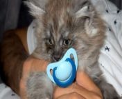 Prepare for a dose of adorable absurdity as a tiny kitten struts around with a pacifier like a boss!&#60;br/&#62;&#60;br/&#62;&#92;