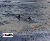 A great white shark had to be euthanised after beingwashed up on a beach in Australia. &#60;br/&#62;&#60;br/&#62;A video shows the four-meter-long shark thrashing along the shore in the shallow water near Kingscliff beach on the Tweed coast in New South Wales. &#60;br/&#62;&#60;br/&#62;Lifeguards had been tracking its movements until it beached itself on Monday.&#60;br/&#62;&#60;br/&#62;A veterinary squad from Sea World on the Gold Coast were soon called to the scene and found the shark struggling.&#60;br/&#62;&#60;br/&#62;The shark was then sadly euthanised and a bulldozer was brought in to safely move it off the sand.