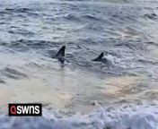 A great white shark had to be euthanised after beingwashed up on a beach in Australia. &#60;br/&#62;&#60;br/&#62;A video shows the four-meter-long shark thrashing along the shore in the shallow water near Kingscliff beach on the Tweed coast in New South Wales. &#60;br/&#62;&#60;br/&#62;Lifeguards had been tracking its movements until it beached itself on Monday.&#60;br/&#62;&#60;br/&#62;A veterinary squad from Sea World on the Gold Coast were soon called to the scene and found the shark struggling.