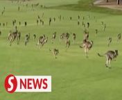 A game of golf was interrupted by a herd of kangaroos near Melbourne on Wednesday (March 6).&#60;br/&#62;&#60;br/&#62;Eyewitness video showed hundreds of hopping marsupials crossing the fourth hole of the St John course at Heritage Golf and Country Club in Victoria, Australia.&#60;br/&#62;&#60;br/&#62;WATCH MORE: https://thestartv.com/c/news&#60;br/&#62;SUBSCRIBE: https://cutt.ly/TheStar&#60;br/&#62;LIKE: https://fb.com/TheStarOnline