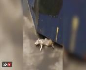 Enormous rat spotted in New York subway from rat cam masturbation