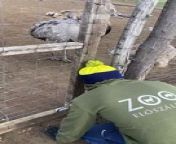 Occurred on February 24, 2024 / Eloszallas, Hungary&#60;br/&#62;&#60;br/&#62;Info: A rhea steals a man&#39;s beanie at Zoo Eloszallas.
