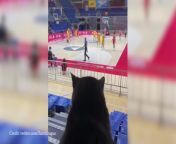 Watch: Serbian cat loves the Euroleague! from cat goddess tits