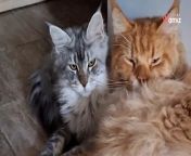 Concerned their cat was depressed, Mango’s owners got him a feline sibling, hoping it would lift his mood, but it did much more than that.