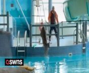 A deer took a dip in a swimming pool after smashing through the window of a recreation center. &#60;br/&#62;&#60;br/&#62;Video shows the deer fleeing from what appear to be employees and leaping into the pool in an effort to escape. &#60;br/&#62;&#60;br/&#62;The pool in LaSalle, Ontario, Canada, was evacuated as the incident happened during children&#39;s swimming lessons on February 25.&#60;br/&#62;&#60;br/&#62;The deer was coaxed out of the door 15 minutes later, unharmed but soaked.&#60;br/&#62;&#60;br/&#62;The Vollmer Center, which houses the pool, was forced to close for cleaning for two days, until February 27.&#60;br/&#62;&#60;br/&#62;It was initially reopened on the 26th but a visitor cut their foot on a piece of glass, forcing it to close for further cleaning.