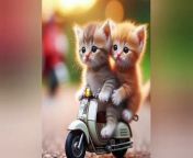 A kitten is riding a motorcycle