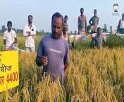 Inspiring the trust of many Indian farmers, we provide excellent products. Shriram Super 4400, a modern rice seed, exemplifies this. Today, meet more super farmers and learn how it offers better yields, grains, and resilience against various diseases. Watch the video to find out more.
