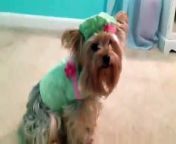 Carl David Ceder shares a video of Lea showing off her best clothes! She isn&#39;t too enthusiastic about it, but treats make it worth it!