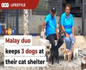 A cat shelter in Hulu Langat, called Amanah, is home to three adorable dogs too.&#60;br/&#62;&#60;br/&#62;Story by: Toon Kit Yi&#60;br/&#62;Shot by: TinagarenRamkumar&#60;br/&#62;Presented by: Theevya Ragu&#60;br/&#62;Edited by: Selven Razz&#60;br/&#62;&#60;br/&#62;Read More: https://www.freemalaysiatoday.com/category/leisure/2024/04/17/founders-of-cat-shelter-believe-even-dogs-deserve-love/&#60;br/&#62;&#60;br/&#62;Free Malaysia Today is an independent, bi-lingual news portal with a focus on Malaysian current affairs.&#60;br/&#62;&#60;br/&#62;Subscribe to our channel - http://bit.ly/2Qo08ry&#60;br/&#62;------------------------------------------------------------------------------------------------------------------------------------------------------&#60;br/&#62;Check us out at https://www.freemalaysiatoday.com&#60;br/&#62;Follow FMT on Facebook: https://bit.ly/49JJoo5&#60;br/&#62;Follow FMT on Dailymotion: https://bit.ly/2WGITHM&#60;br/&#62;Follow FMT on X: https://bit.ly/48zARSW &#60;br/&#62;Follow FMT on Instagram: https://bit.ly/48Cq76h&#60;br/&#62;Follow FMT on TikTok : https://bit.ly/3uKuQFp&#60;br/&#62;Follow FMT Berita on TikTok: https://bit.ly/48vpnQG &#60;br/&#62;Follow FMT Telegram - https://bit.ly/42VyzMX&#60;br/&#62;Follow FMT LinkedIn - https://bit.ly/42YytEb&#60;br/&#62;Follow FMT Lifestyle on Instagram: https://bit.ly/42WrsUj&#60;br/&#62;Follow FMT on WhatsApp: https://bit.ly/49GMbxW &#60;br/&#62;------------------------------------------------------------------------------------------------------------------------------------------------------&#60;br/&#62;Download FMT News App:&#60;br/&#62;Google Play – http://bit.ly/2YSuV46&#60;br/&#62;App Store – https://apple.co/2HNH7gZ&#60;br/&#62;Huawei AppGallery - https://bit.ly/2D2OpNP&#60;br/&#62;&#60;br/&#62;#FMTLifestyle #Amanah #PetShelter #Cats #Dogs #AnugerahMahligaiArahNasibAbadiHaiwan