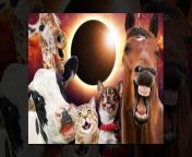 During the Great Solar Eclipse of 2017, researchers observed cows bedding down in the daytime, dogs going eerily silent and tortoises getting frisky while studying animal behavior at South Carolina’s Riverbanks Zoo and Garden, CNN reported.&#60;br/&#62;&#60;br/&#62;“The eclipse was amazing and most of the animals did amazing things,” exclaimed lead study author Dr. Adam Hartstone-Rose of the North Carolina State University in Raleigh describing the phenomenon.&#60;br/&#62;&#60;br/&#62;The researcher plans to conduct a followup study on zoo animal behavior on Monday, when the moon shrouds the sun, plunging large swathes of the US into darkness yet again.&#60;br/&#62;