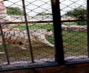 beautiful white tiger MAMA #viral #trending #foryou #reels #beautiful #love #funny #delicious #fun #love #yummy from my video pron fun hindi