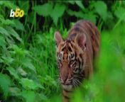 Yesterday there were only 300 of these tigers left in the world. Today there are 303. Yair Ben-Dor has more.