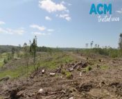 Confused koalas walk in circles and try to climb stumps of logged trees in Pine Creek State Forest. The Australian Institute released the video in a campaign to stop the government’s continued support for native forest logging. Video via AAP.&#60;br/&#62;