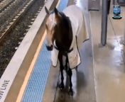 This is the unbelievable moment a loose racehorse ended up on a train platform - forcing startled travelers to duck for cover.&#60;br/&#62;&#60;br/&#62;Police are hunting a suspect who got into a top yard and unlocked the stable doors late at night.&#60;br/&#62;&#60;br/&#62;The horse ran out from the property, headed off down the road, and ended up on the nearby platform.&#60;br/&#62;&#60;br/&#62;Footage showed two shocked travelers ducking out of the way as the 500kg thoroughbred trotted past.&#60;br/&#62;&#60;br/&#62;It could have been disastrous with the horse remaining on the platform as the train pulled in.&#60;br/&#62;&#60;br/&#62;But fortunately, the driver had clocked the runaway and pulled in slowly.&#60;br/&#62;&#60;br/&#62;The horse then hilariously turned to face the doors as if to get on, before being rescued by a member of the staff from the yard.&#60;br/&#62;&#60;br/&#62;The bizarre scenes took place at top trainer Annabel Neasham&#39;s stables in Warwick Farm, New South Wales, Australia.&#60;br/&#62;&#60;br/&#62;She said: &#92;