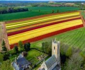 Tulips out in bloom as hot weather returns to the UK&#60;br/&#62;&#60;br/&#62;Video filmed on April 16th 2024.