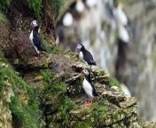 Conservationists and wildlife enthusiasts alike are welcoming the return of Puffins to UK shores with cause for new hope as the permanent closure of Sandeel fishing in the English North Sea and all Scottish waters takes effect.