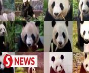 With the return of giant panda Fu Bao, the community of overseas giant pandas in China is rapidly growing. &#60;br/&#62;&#60;br/&#62;Watch the video to discover the vibrant and adorable world of these returned giant pandas.&#60;br/&#62;&#60;br/&#62;WATCH MORE: https://thestartv.com/c/news&#60;br/&#62;SUBSCRIBE: https://cutt.ly/TheStar&#60;br/&#62;LIKE: https://fb.com/TheStarOnline