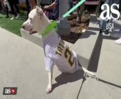San Diego Padres welcome dozens of dogs at Petco Park from welcome to the sofia jenny webcam