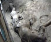 Two elephants were caught on CCTV &#39;cuddling&#39; before falling asleep.&#60;br/&#62;&#60;br/&#62;18-year-old Janu and nine-year-old Sutton were seen in an adorable embrace at Noah&#39;s Ark Zoo in Somerset.&#60;br/&#62;&#60;br/&#62;The conservation charity shared the video alongside images of the two elephants playing together.&#60;br/&#62;&#60;br/&#62;In the CCTV footage, Sutton can be seen trying to play with Janu - an interaction which keepers described as &#39;a treat to see&#39;.&#60;br/&#62;&#60;br/&#62;After his attempt to initiate playtime, Sutton lies back down and makes room for his older roommate so they can cuddle together.&#60;br/&#62;&#60;br/&#62;Molly Shutt, a spokesperson for the zoo, said: &#92;