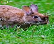 Racist Rabbits! || Acharya Prashant from chinnar 2021 rabbit hindi web series episode