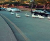 Beautiful Ducks jam road