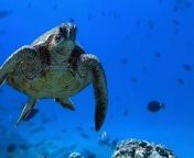 This is the heartbreaking moment a turtle chocked on a piece of plastic. &#60;br/&#62;&#60;br/&#62;Video shows the turtle approaching the camera and gagging before spitting out a piece of clear plastic. &#60;br/&#62;&#60;br/&#62;Diver Brittany Ziegler, 34, capture the moment on camera during a livestream about a plastic clear-up in Oahu, Hawaii, USA, to celebrate Earth Day.&#60;br/&#62;&#60;br/&#62;Brittany, a content creator from Maui, Hawaii, USA said: &#92;