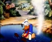 Mickey Mouse Donald Duck DingoHawaiian Holiday from dingo
