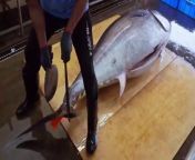 World's Sharpest Tuna Knife！Amazing Giant bluefin tuna cutting Master from woman neck cutting with knife