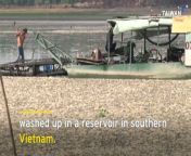 Hundreds of thousands of dead fish are floating in a reservoir in Vietnam as the region scorches under a brutal heat wave.