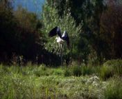Mesmerizing grace in flight: watch as the majestic heron effortlessly glides through the endless expanse of the sky. ️ &#60;br/&#62;&#60;br/&#62;#Nature&#39;sBeauty #SkyDance #GracefulSkies #WingedBeauty #SkyDance #NatureInMotion #SkyMagic #SkyWonder #SkyGlory