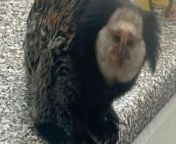 A woman was left &#39;hysterical&#39; after discovering a South American marmoset monkey in her conservatory at her home - in Wolverhampton. &#60;br/&#62;&#60;br/&#62;Animal rescuers were called by the &#92;