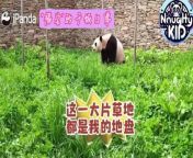 The daily life of panda Fu Bao after traveling in South Korea and returning to China