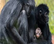 A rare baby monkey was born at the Chester Zoo in Essex! Parents Cheekaboo and dad Julius are already showing the baby the ropes.