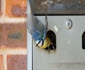 Smokers have been banned from using a village hall ashtray bin after it was taken over - by a family of nesting blue tits.&#60;br/&#62;&#60;br/&#62;The chicks hatched in the wall-mounted cigarette bin outside Astley and Dunley village hall, in Stourport-on-Severn, Worcs.&#60;br/&#62;&#60;br/&#62;Village hall co-ordinator Hazel Spicer discovered the birds when she spotted a pile of cigarette butts under the bin.&#60;br/&#62;&#60;br/&#62;She said: “I was opening up the village hall for a group activity when I looked over at the ashtray.&#60;br/&#62;&#60;br/&#62;“There was a very neat pile of cigarette butts piled up under it which I thought was strange.&#60;br/&#62;&#60;br/&#62;“I wondered over and heard a ‘cheep cheep’ sound and realised it was now home to some little birds.&#60;br/&#62;&#60;br/&#62;“The adults must have gone in and thrown out the butts one by one and then set up home. &#60;br/&#62;&#60;br/&#62;“I didn’t want anyone putting their cigarettes in the ashtray so we made a sign asking people to respect the birds. &#60;br/&#62;&#60;br/&#62;“It’s not the most ideal place for them to build a nest but it suits them pretty well.&#60;br/&#62;&#60;br/&#62;“We had blue tits use the bin a few years ago so I’m guessing they must be from the same family who come back each year.”&#60;br/&#62;&#60;br/&#62;A notice has now been attached to the bin, asking smokers to put out their ciggies elsewhere. &#60;br/&#62;&#60;br/&#62;The sign reads: “Could you please use buckets provided for cigarettes. Birds are nesting in cigarette boxes on wall, thanks.”