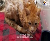 Matted cat shows up on couple&#39;s doorstep — watch him get shaved and grow the most beautiful coat❤️