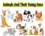 nimals and their young ones &#124; animals and their baby &#124; animals and their babies names in english&#60;br/&#62;#animals_and_their_baby #animals_baby_name #animalsandyoungones