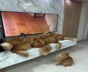 Occurred on /&#60;br/&#62;&#60;br/&#62;Info: A group of orange cats watches a video of a mouse on a TV screen.