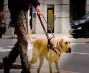 Summary List Placement&#60;br/&#62;&#60;br/&#62;Guide dogs from The Seeing Eye are specially bred, trained, and matched with people with blindness and low vision all over the US and Canada. These dogs are essential to the people they guide. It costs about &#36;75,000 to prepare each Seeing Eye dog for its career, and only 60% of dogs make it all the way through the training program. So, what makes a successful Seeing Eye dog? And why are they so expensive? This video is audio-described.