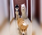 Dog learns to walk like a model, so similar！ from vk model